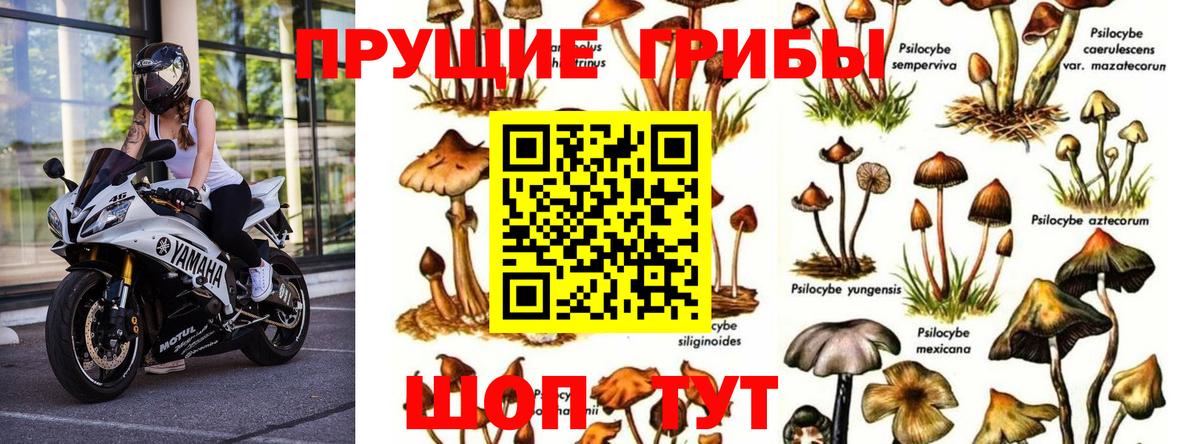 Сланцы  Галлюциногенные грибы мицелий  Вход с VPN 